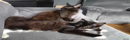 Maine Coon cats for sale: Full and x maine coon  - Advert 4