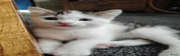 Domestic Shorthair cats for sale: Beautiful Shorthair Kittens Ready for Loving Homes in Bradford - Advert 14