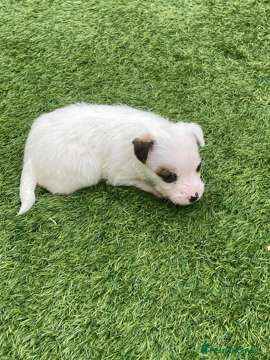 Jack Russell dogs for sale: Beautiful Jack Russell puppies  - Advert 2