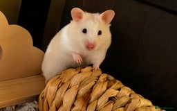 Hamster rodents for sale: Female Syrian Hamster for Adoption  - Image 1