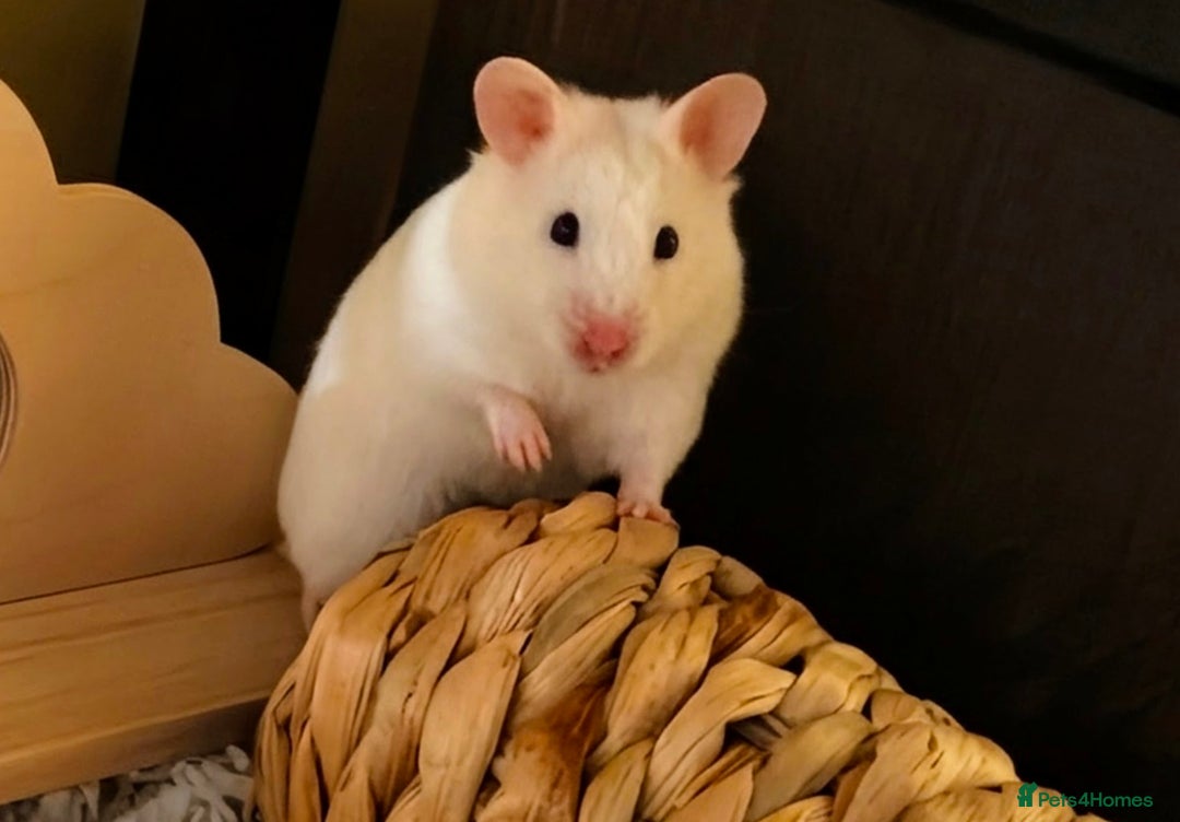 Hamster rodents for sale: Female Syrian Hamster for Adoption  - Image 1