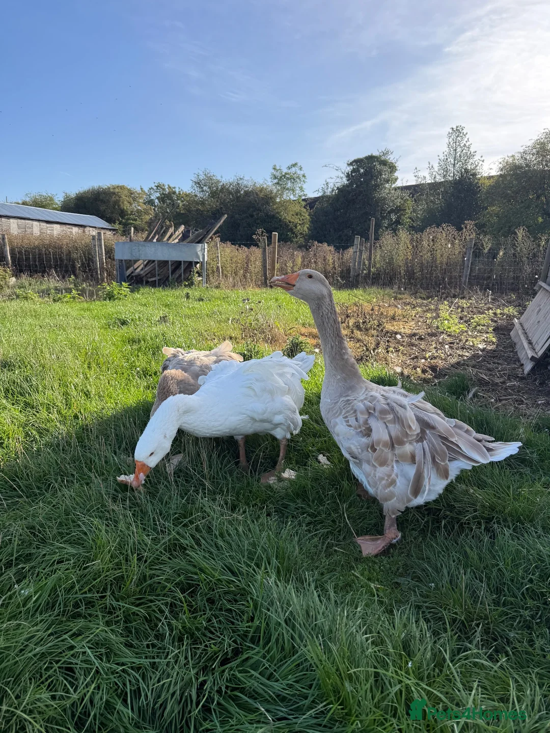Geese poultry for sale: Trio of Geese - Advert 2