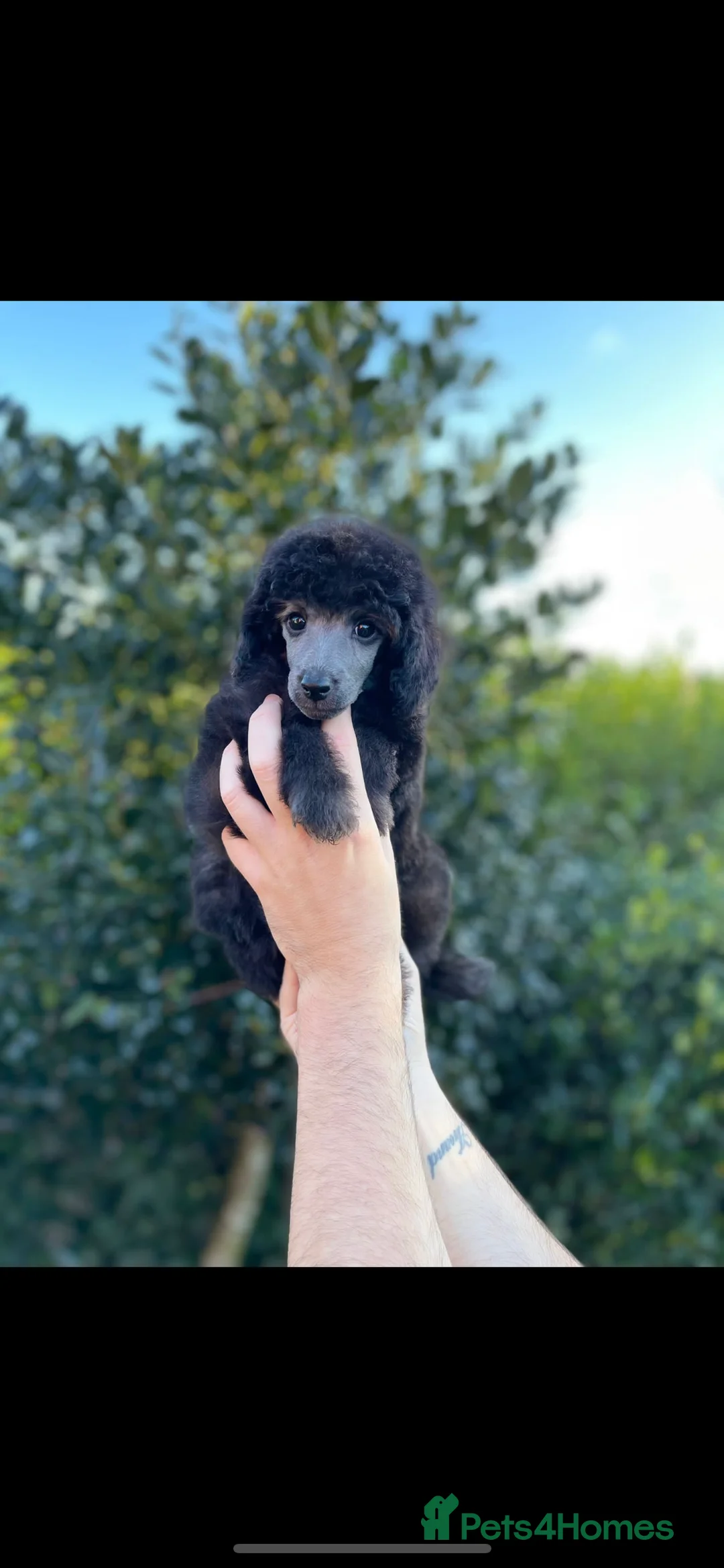 Miniature Poodle dogs for stud: RUSSIAN IMPORTED MINI SILVER POODLE STUD in Wigan - Advert 9
