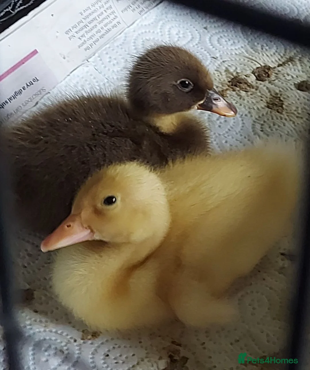 Ducks poultry for sale: Runner Ducklings - unsexed - Advert 1