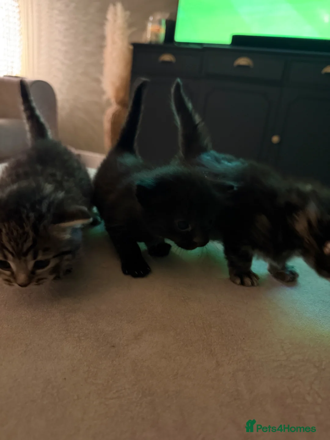 Mixed Breed cats for sale: 4 Beautiful KITTENS in Pontefract - Advert 20