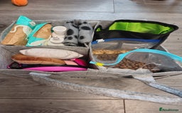 Mixed Breed dogs for sale: READY!! Sprocker jack pups + free bag in Hereford - Image 37