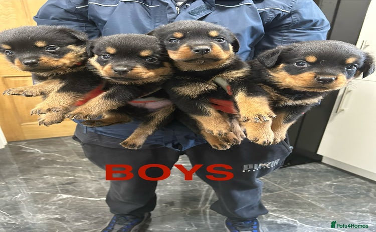 Rottweiler dogs - Advert 1