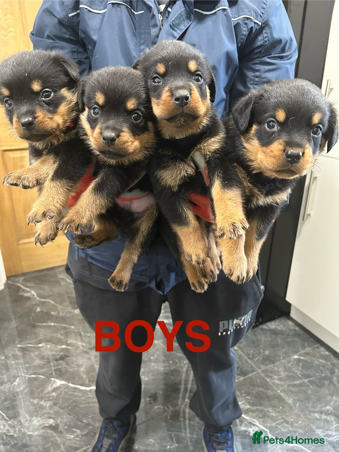 Rottweiler dogs for sale: Rottweiler puppies For sale  - Image 9