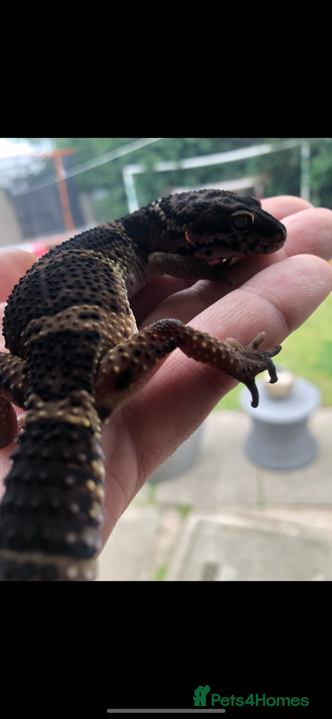 Leopard Gecko reptiles for sale: 3 x pure black night leopard geckos - Advert 13