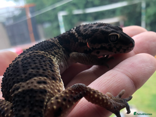 Leopard Gecko reptiles 1 x pure black night leopard gecko - Advert 1