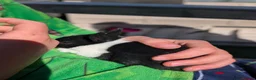 Mixed Breed rabbits for sale: 2 black and white rabbits in Gateshead - Advert 5