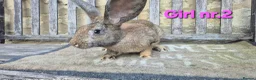 Continental Giant rabbits for sale: VACCINATED Pure Continental Giant  - Advert 23