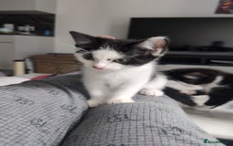 Domestic Shorthair cats for sale: Two cute kittens - Image 2