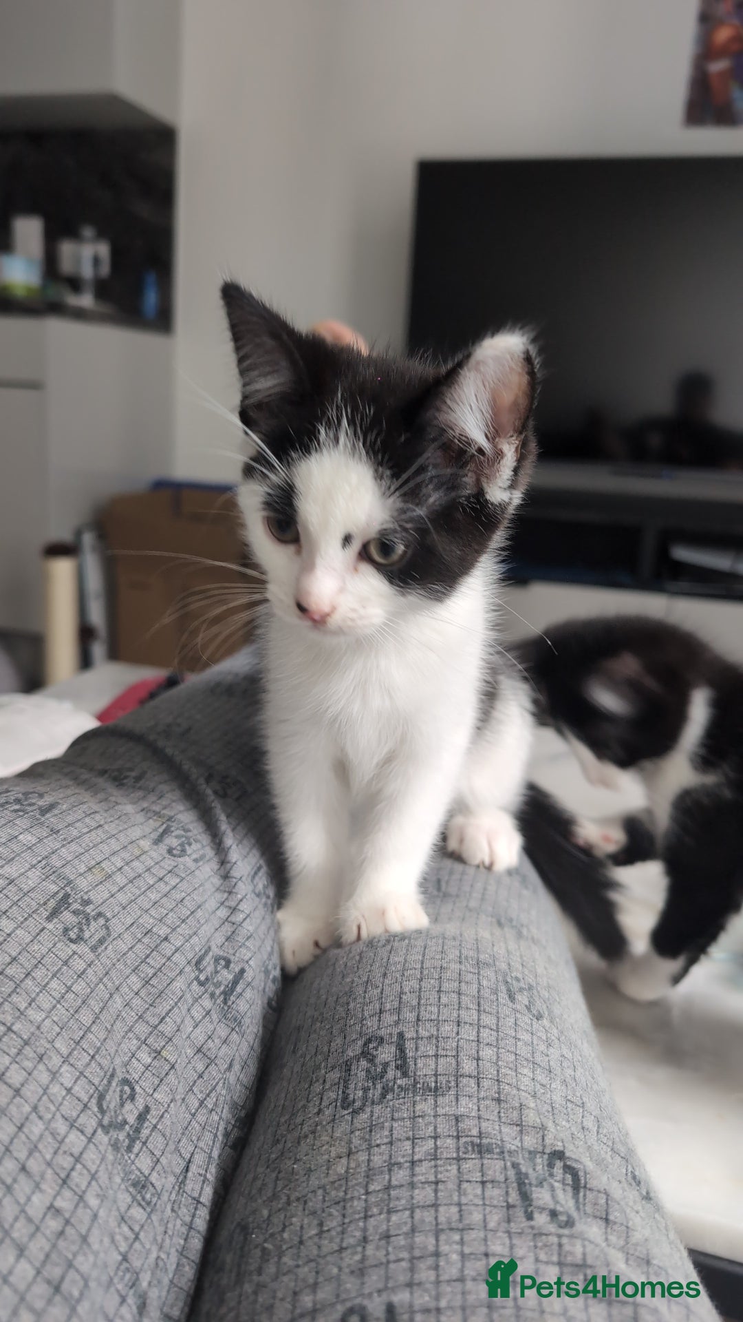 Domestic Shorthair cats for sale: Two cute kittens - Image 2