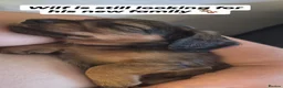 Miniature Dachshund dogs for sale: 4 beautiful long haired miniature dachshund pups in Salisbury - Advert 7