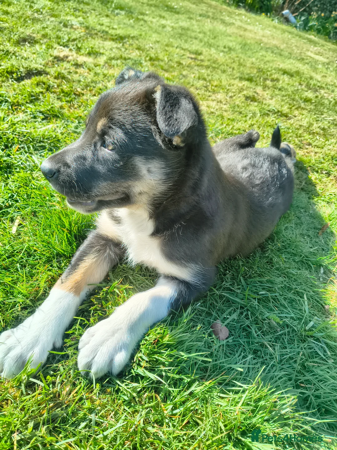 Mixed Breed dogs for sale: 3/4 border collie pups  in West Linton - Advert 2