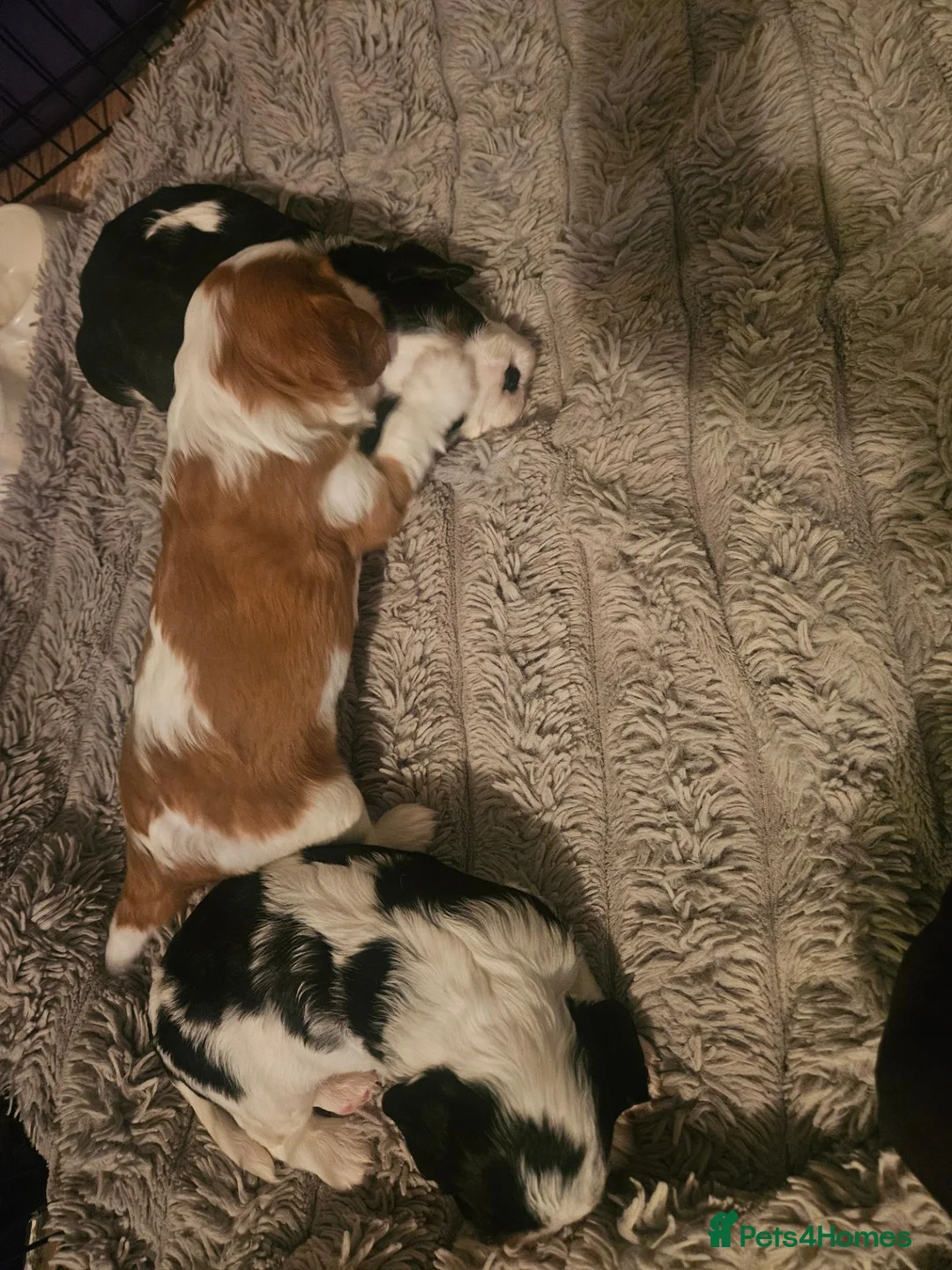 Cavalier King Charles Spaniel dogs for sale: Cavalier king charles puppies  - Advert 2