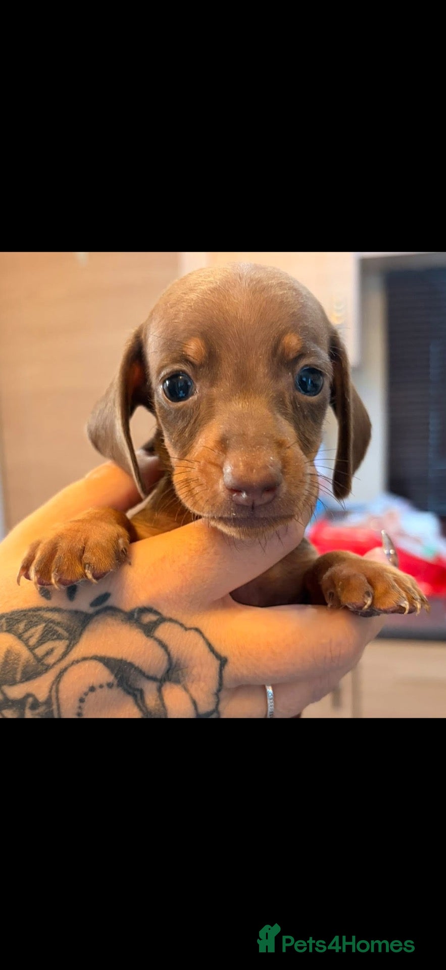 Miniature Dachshund dogs Miniature dachshund  - Advert 5