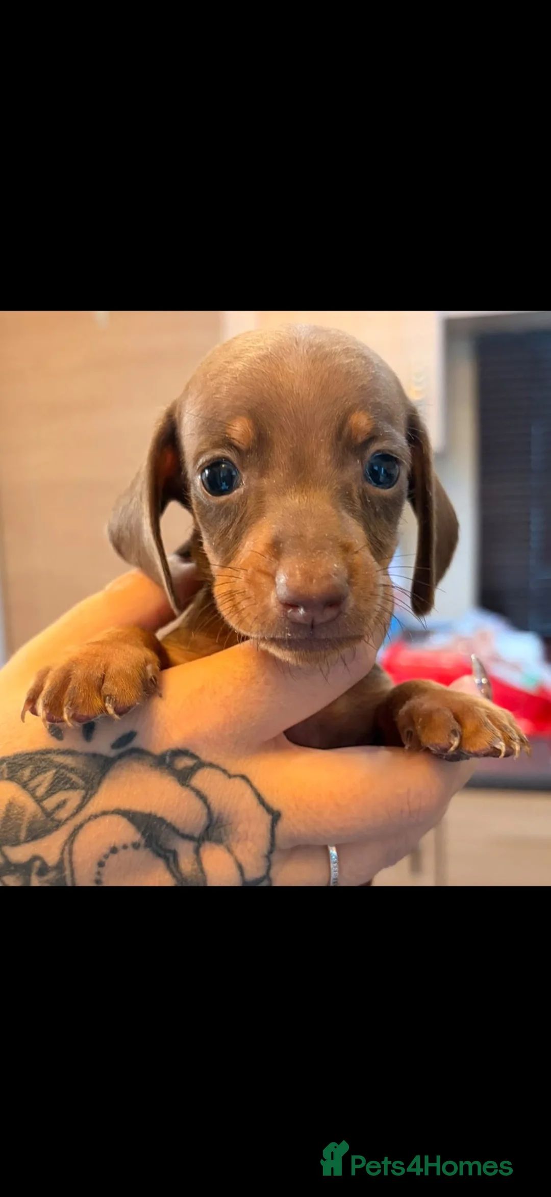 Miniature Dachshund dogs for sale: Miniature dachshund  in Driffield - Advert 1