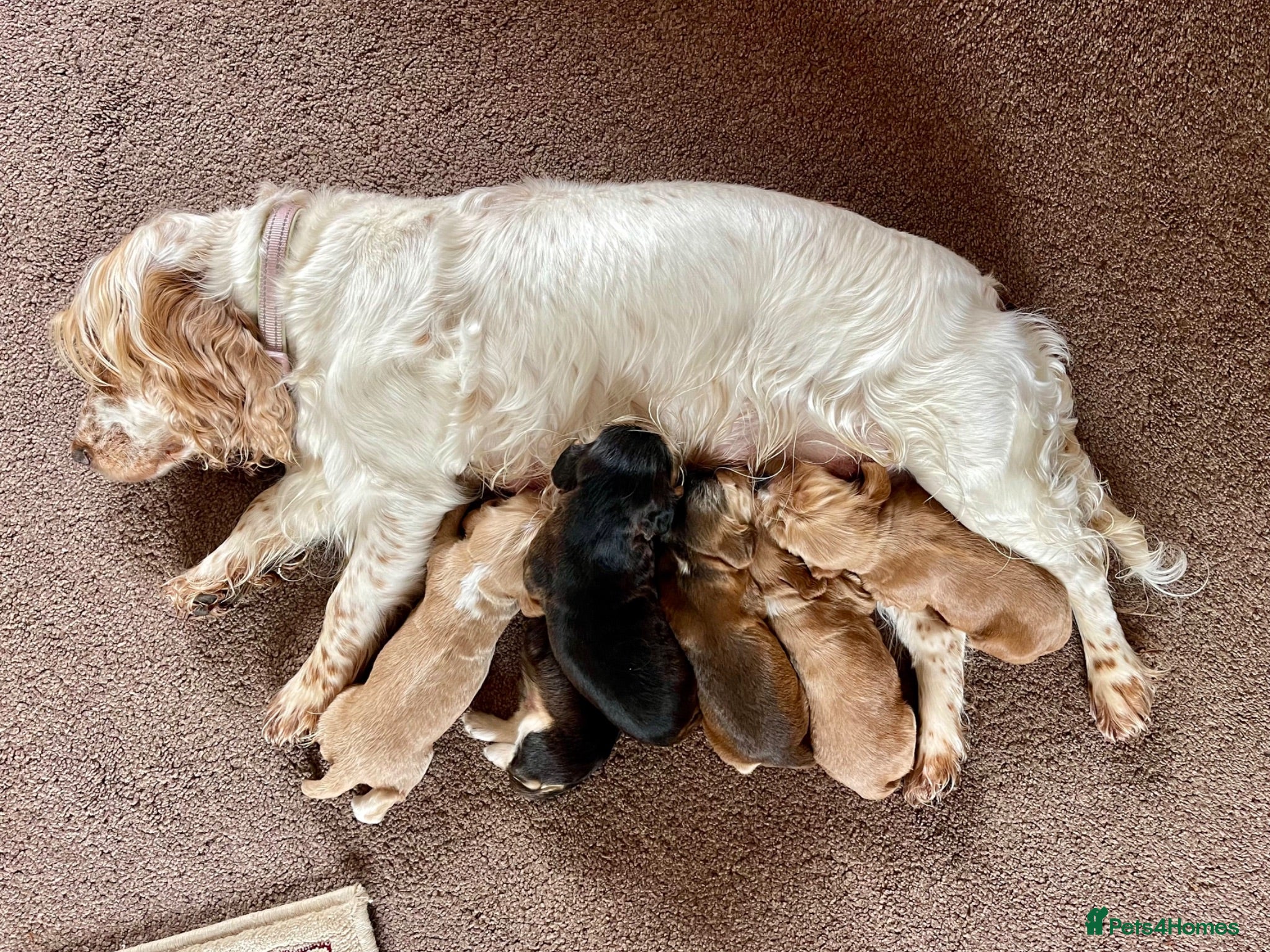 Cocker Spaniel dogs ***BEAUTIFUL KC REG SHOW COCKER SPANIEL PUPS*** - Advert 10