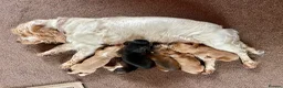 Cocker Spaniel dogs for sale: ***BEAUTIFUL KC REG SHOW COCKER SPANIEL PUPS*** in Liskeard - Advert 1