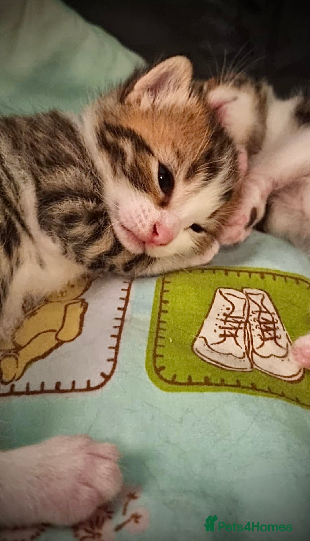 Ragdoll cats for sale: ✨ Exquisite Ragdoll-Bengal Baby Kittens ✨ - Advert 4