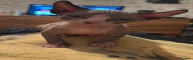 Sphynx Kitten 3
