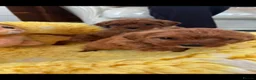 Cavapoo dogs for sale:  F1 Cavapoo,puppies available to leave now in Nantwich - Advert 6