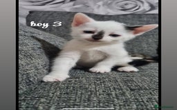 Mixed Breed cats for sale: beautiful kittens for sale(deposit required) - Image 8