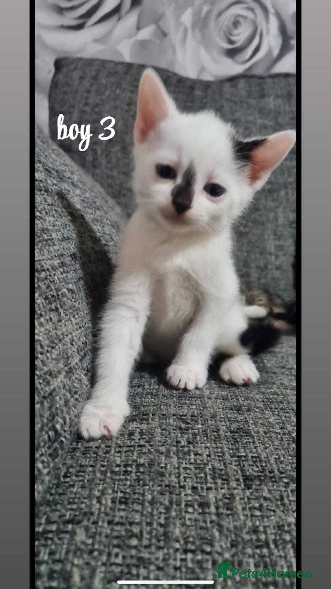 Mixed Breed cats for sale: beautiful kittens for sale(deposit required) - Image 8