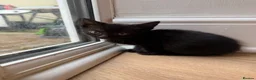 British Shorthair cats for sale: British shorthair/calico kittens in Southampton - Advert 8