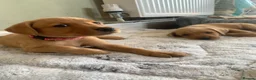 Labrador Retriever dogs for sale: Adorable KC Labrador puppies 🐾 - Advert 15