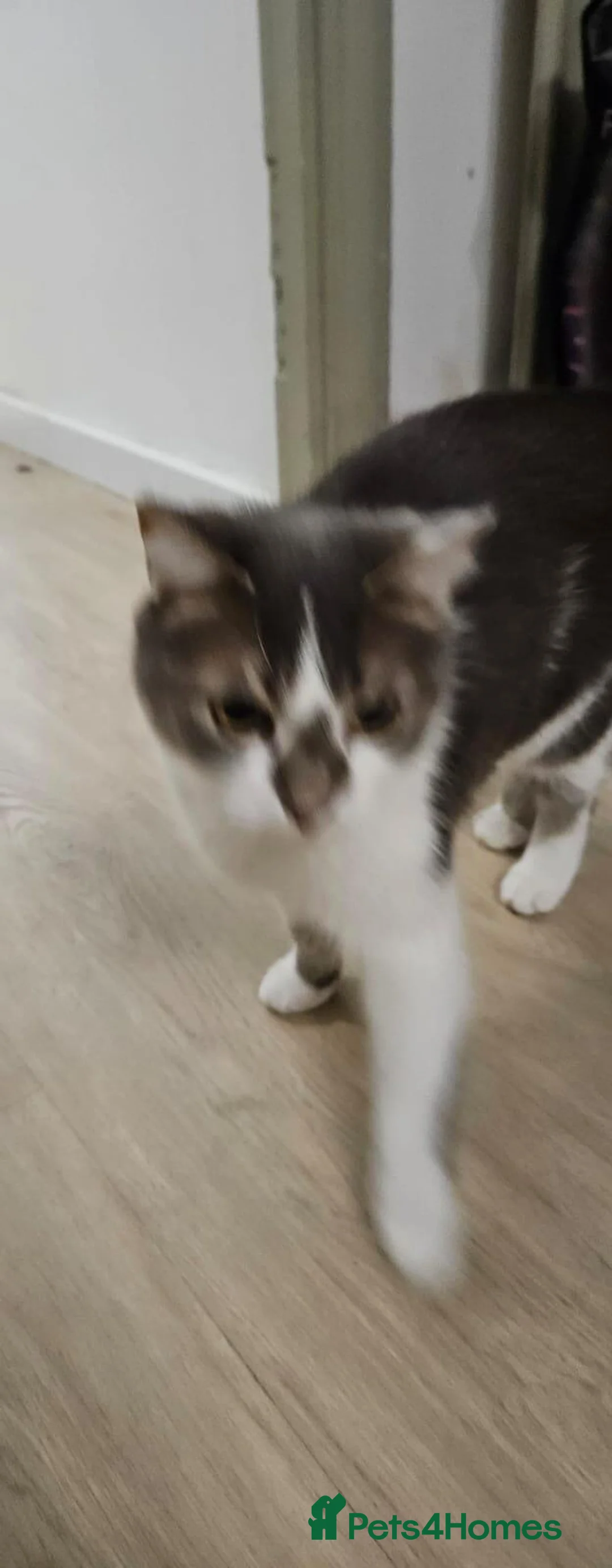 Mixed Breed cats for adoption: Roo is looking for her forever home - Advert 1