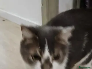 Mixed Breed cats Roo is looking for her forever home - Advert 18