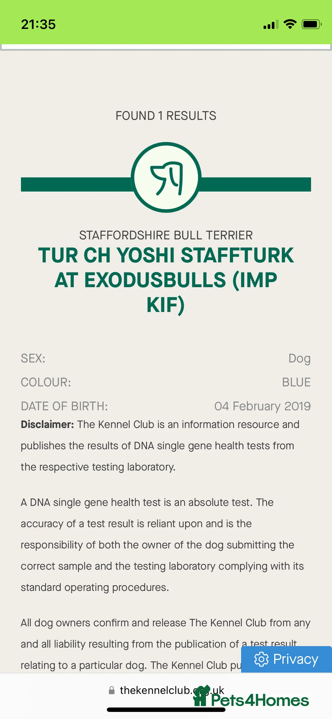 Staffordshire Bull Terrier dogs for stud: *THE UK'S TOP PRODUCING BLUE CHAMPION* in Faversham - Advert 13