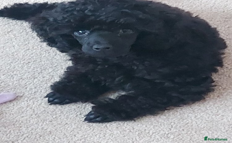 Toy Poodle dogs - Advert 1