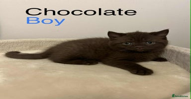 British Shorthair cats - Advert 2