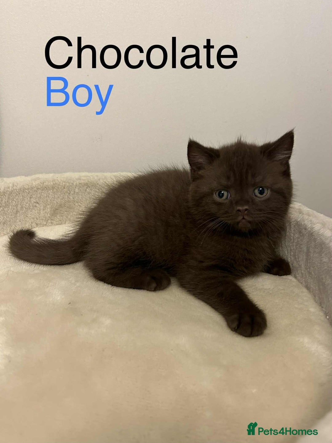 British Shorthair cats for sale: BSH Kittens - Image 2