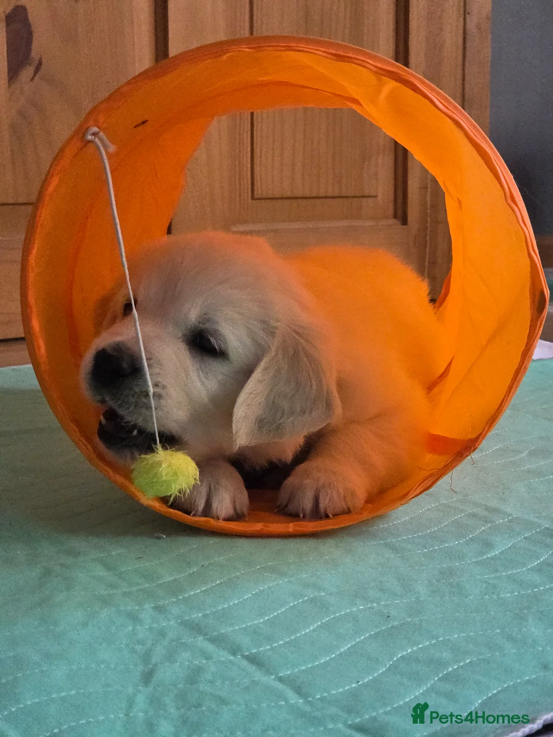 Golden Retriever dogs for sale: Only one male available KC Golden Retriever - Advert 2