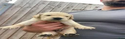 Golden Retriever dogs for sale: 🤍Cream / Platinum Golden Retriever Pups 🤍 - Advert 20