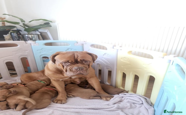 Dogue De Bordeaux dogs Dogue de bordeux puppies for sale! - Advert 2
