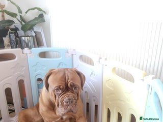 Dogue De Bordeaux dogs Dogue de bordeux puppies for sale! - Advert 9