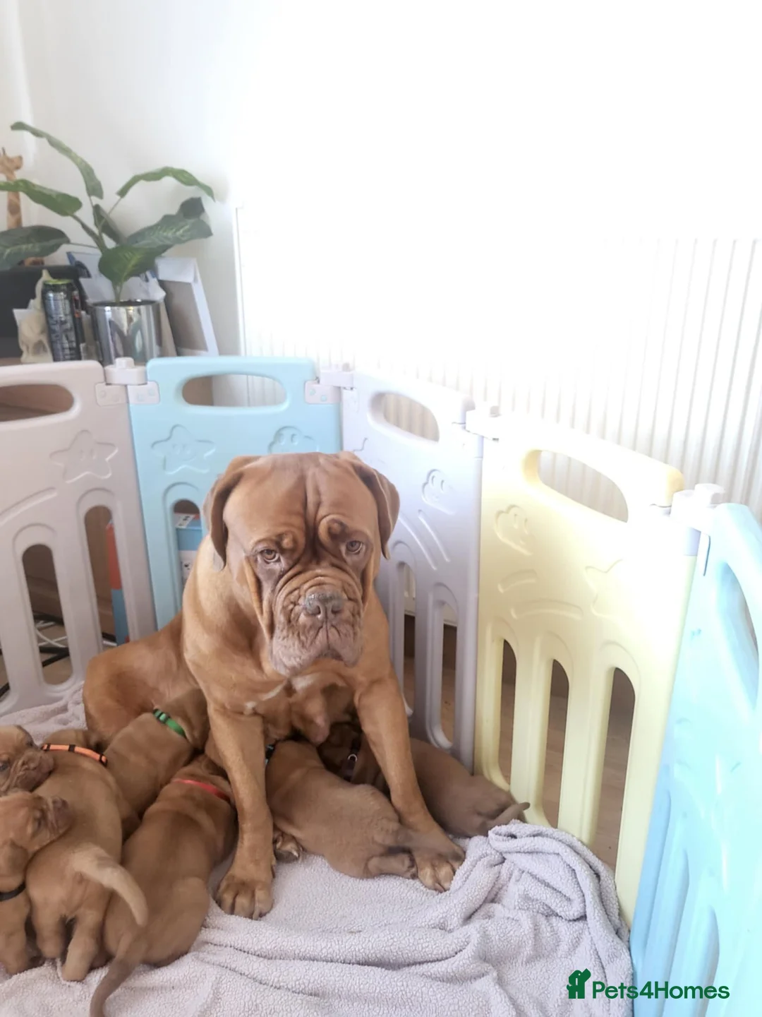Dogue De Bordeaux dogs for sale: Just 1 male Dogue de bordeux puppy left for sale! - Advert 7