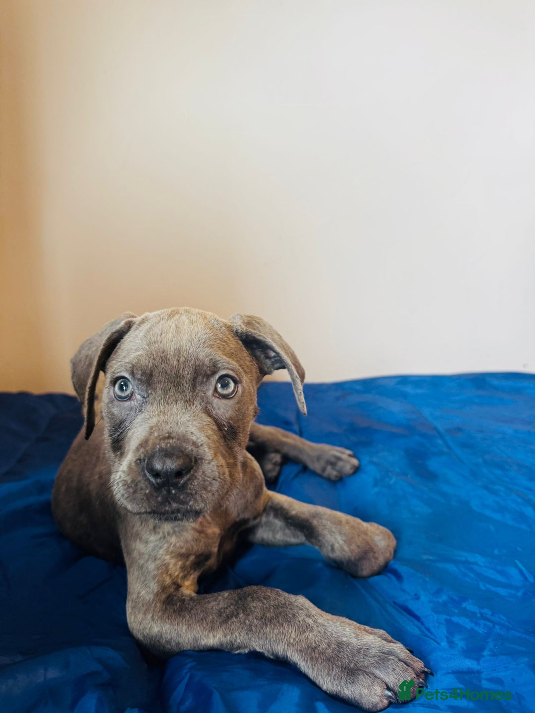 Cane Corso dogs for sale: Purebred Cane Corso Puppies - Advert 10