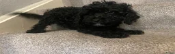Cockapoo dogs for sale: *500*LAST  2 looking for their forever home  - Advert 4
