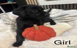 Labrador Retriever dogs for sale: 🐶 Gorgeous Labrador Puppies Ready 20th October 🐶 - Image 3