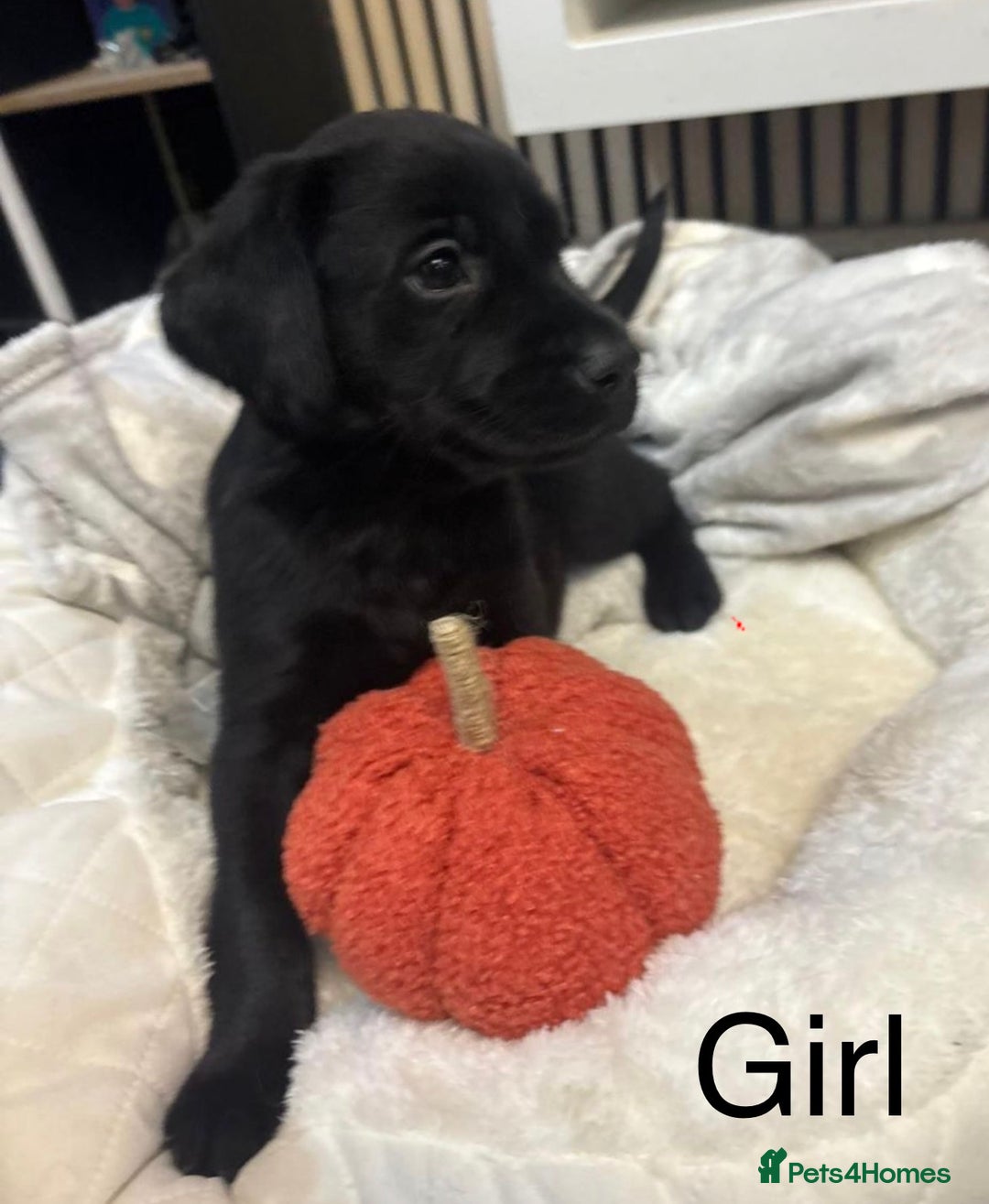 Labrador Retriever dogs for sale: 🐶 Gorgeous Labrador Puppies Ready 20th October 🐶 - Image 3