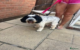 Cockapoo dogs for sale: 16 months cockapoo  - Image 2