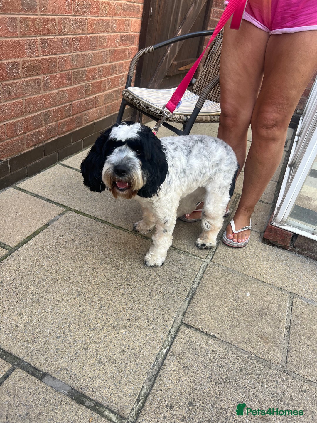 Cockapoo dogs for sale: 16 months cockapoo  - Image 2