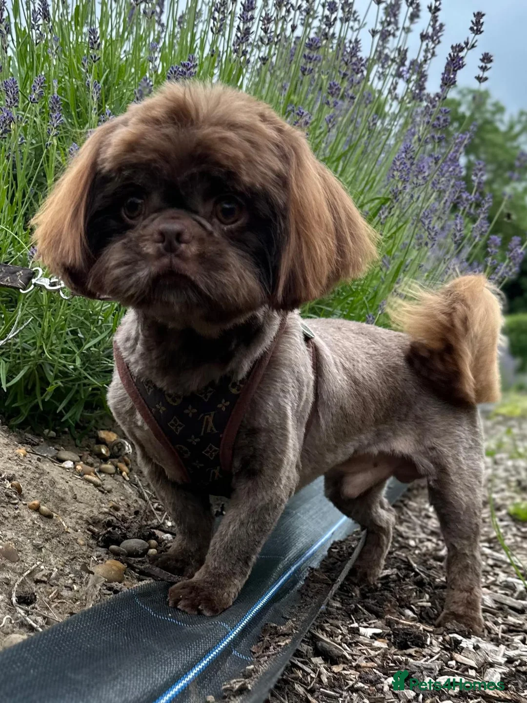 Shih Tzu dogs for sale: Imperial shih-tzus one cream boy left - Advert 8